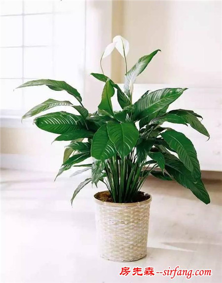 室内容易开花的盆栽，给一点阳光就回报你一大盆花