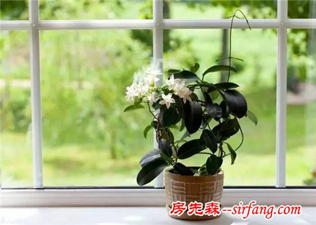 室内容易开花的盆栽，给一点阳光就回报你一大盆花