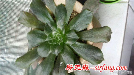 多肉植物冻伤了怎么办？大叔给你来支招