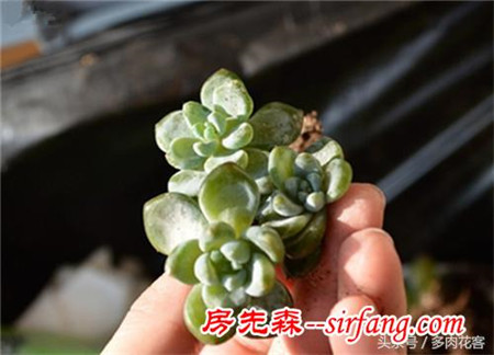 多肉植物冻伤了怎么办？大叔给你来支招