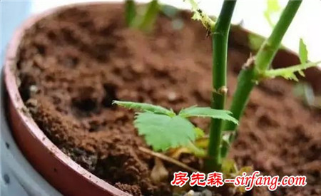 咖啡渣养花的7大妙处，为什么不早点告诉我呢