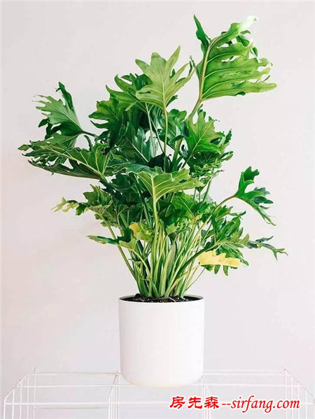 7种室内容易养护，空气净化效果好的盆栽植物