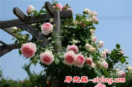 五大最美的家庭绿植，你值得拥有