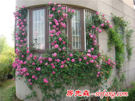 五大最美的家庭绿植，你值得拥有