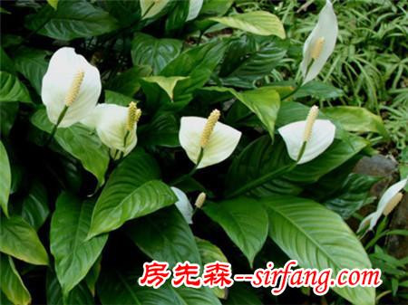 五大最美的家庭绿植，你值得拥有