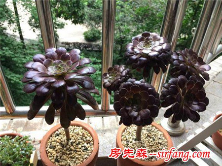 五大最美的家庭绿植，你值得拥有