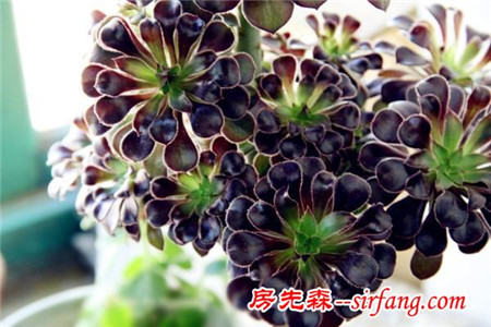 五大最美的家庭绿植，你值得拥有