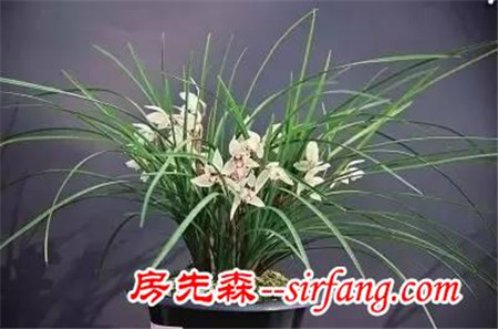 五大最美的家庭绿植，你值得拥有