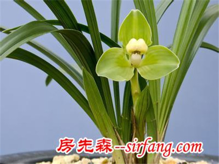 五大最美的家庭绿植，你值得拥有