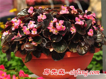 五大最美的家庭绿植，你值得拥有