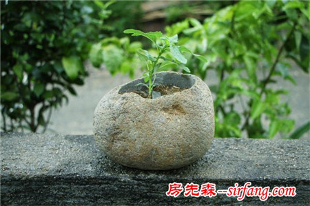 鉴赏｜石头花盆搭配小植物，清新、文艺其实也简单