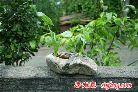 鉴赏｜石头花盆搭配小植物，清新、文艺其实也简单