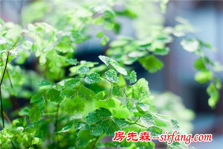 雾霾天气，你家里养吸雾霾植物了吗？