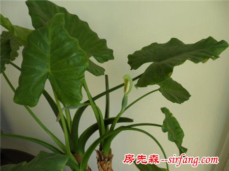 雾霾天气，你家里养吸雾霾植物了吗？