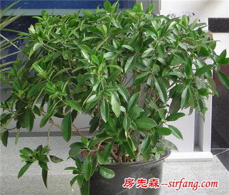 雾霾天气，你家里养吸雾霾植物了吗？