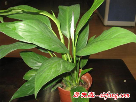 雾霾天气，你家里养吸雾霾植物了吗？