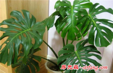 雾霾天气，你家里养吸雾霾植物了吗？