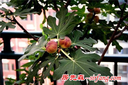 家居养花：既可观叶又结果能吃，还是天然空气净化器