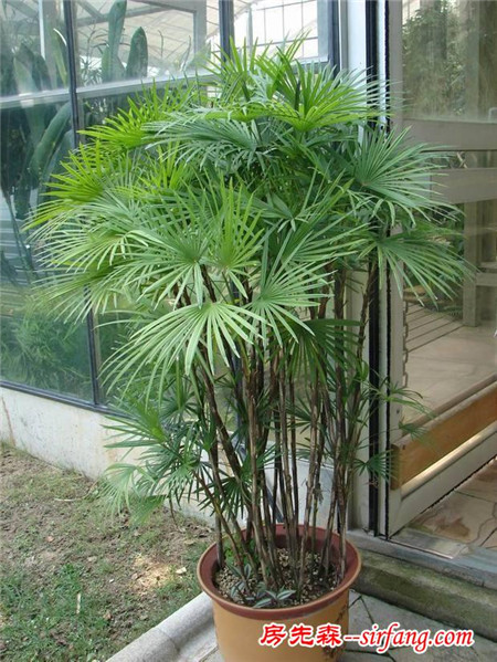 净化空气排名第二的绿植-棕竹，你家里有吗？