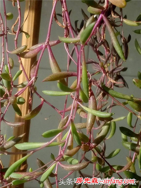 神奇植物在哪里：一不留心就暴盆的紫玄月