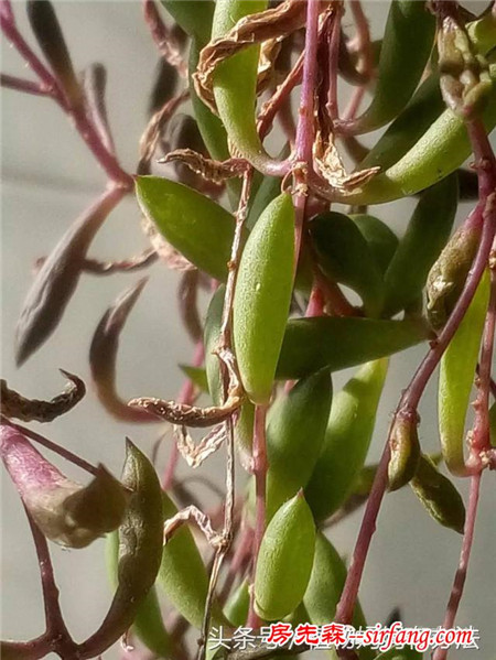 神奇植物在哪里：一不留心就暴盆的紫玄月