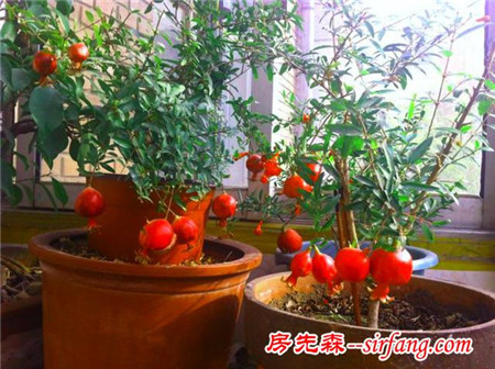 六种好种又好吃的盆栽水果，种在阳台再也不用吃大棚长的了！