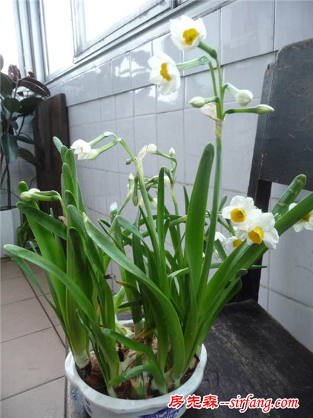 家居养花：让中国十大名花之十水仙花在春节开放的技巧！