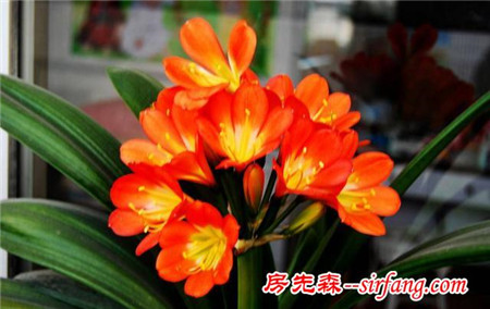 君子兰根太多，竟“撑爆”花盆！是好？是坏？