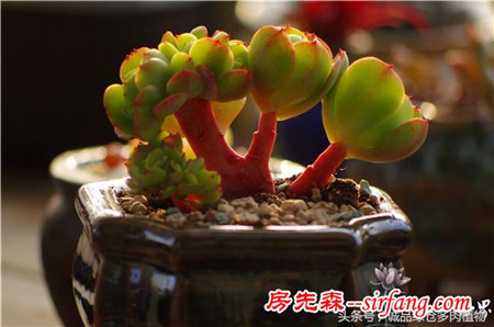 南方的冬天才是肉肉开始美的时候