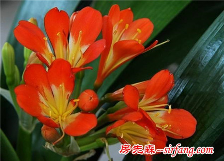 君子兰根太多，竟“撑爆”花盆！是好？是坏？