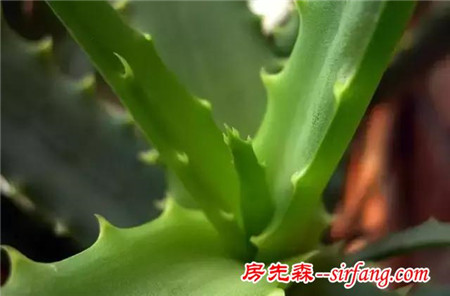 去除甲醛，我有妙招！