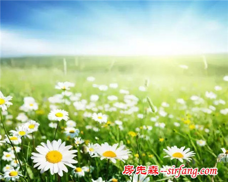 去除甲醛，我有妙招！