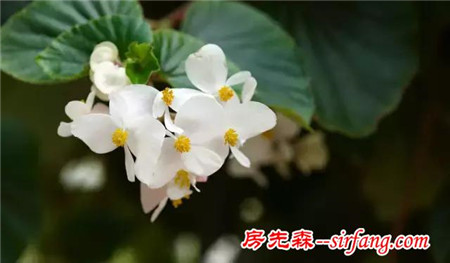 去除甲醛，我有妙招！