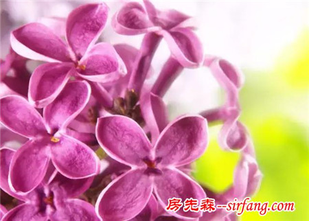 去除甲醛，我有妙招！