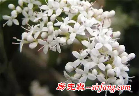 去除甲醛，我有妙招！