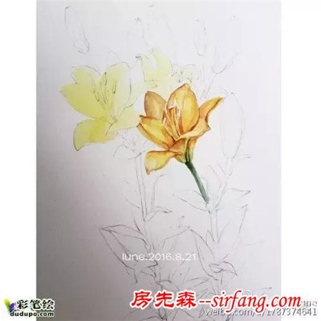 简约不简单！百合、虞美人还有不知名的花水彩画过程