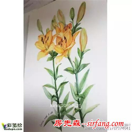 简约不简单！百合、虞美人还有不知名的花水彩画过程