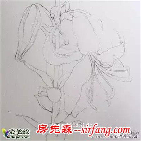 简约不简单！百合、虞美人还有不知名的花水彩画过程