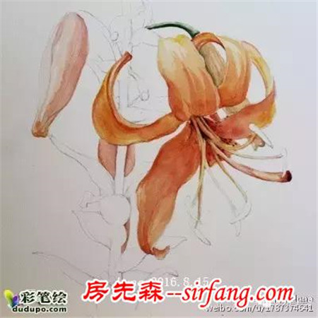 简约不简单！百合、虞美人还有不知名的花水彩画过程