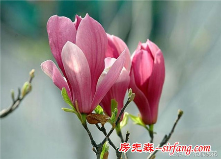紫玉兰---芳香淡雅，别具风情