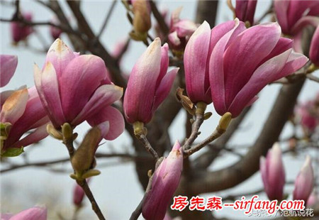紫玉兰---芳香淡雅，别具风情