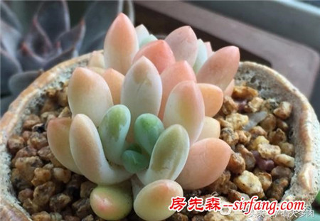 如此美的多肉灯美人，其实你也养的出来