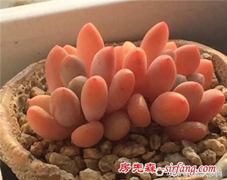 如此美的多肉灯美人，其实你也养的出来