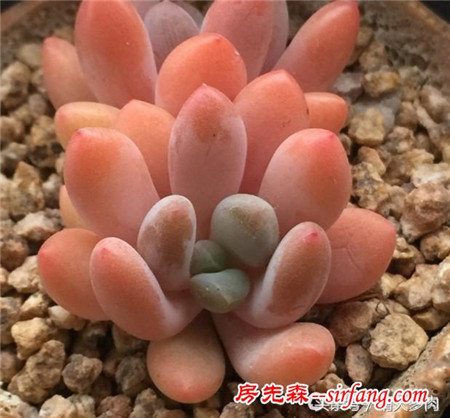 如此美的多肉灯美人，其实你也养的出来