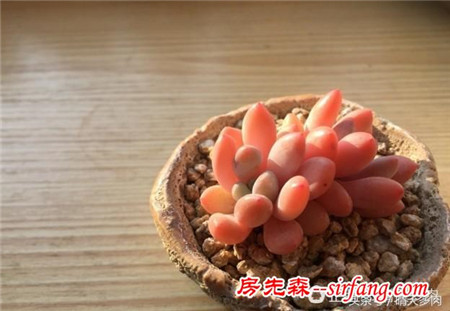 如此美的多肉灯美人，其实你也养的出来