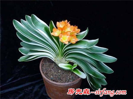 家居养花：冬季花卉的管理要点，控制水肥避免早发！