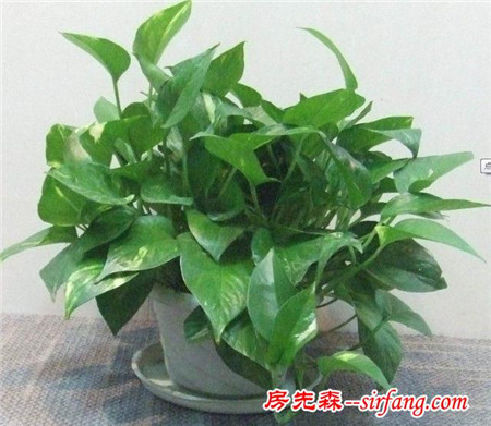 家居养花：冬季花卉的管理要点，控制水肥避免早发！
