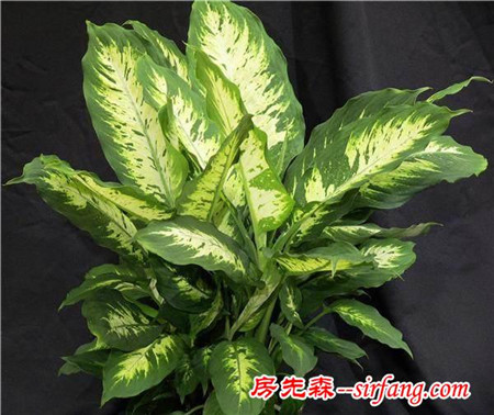 家居养花：冬季花卉的管理要点，控制水肥避免早发！