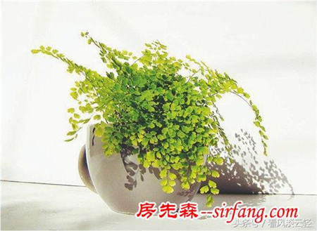 适合室内摆放的18种盆栽，原生态空气净化器