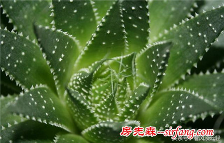 适合室内摆放的18种盆栽，原生态空气净化器